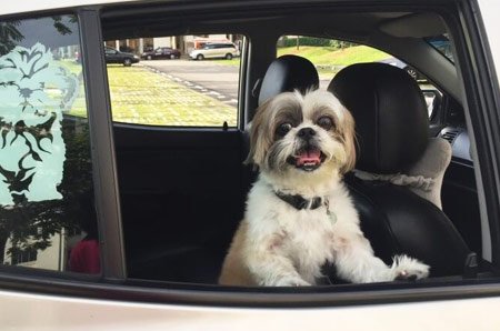 Pet Taxi