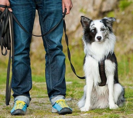 Pet Training